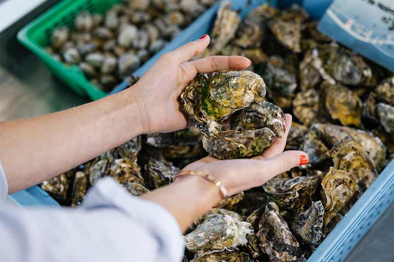 Ventes directes huîtres Noirmoutier - Trendz