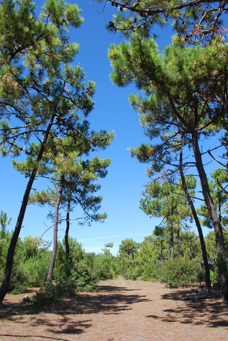 RÃ©sultat de recherche d'images pour "noirmoutier dune pinede"