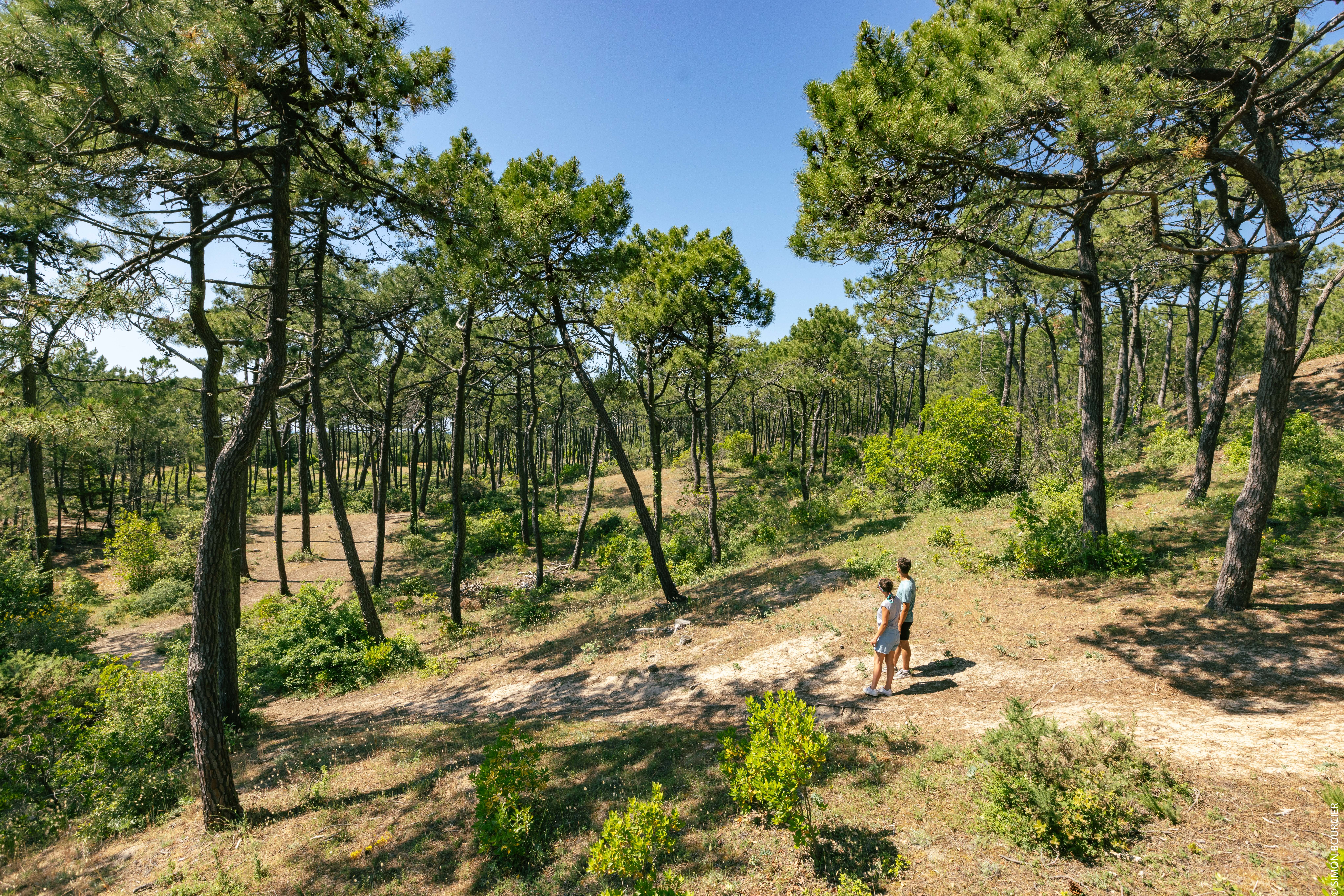 Vue panoramique Bois des Eloux ©Office de Tourisme Ile de Noirmoutier - Vendée Expansion - Simon Bourcier