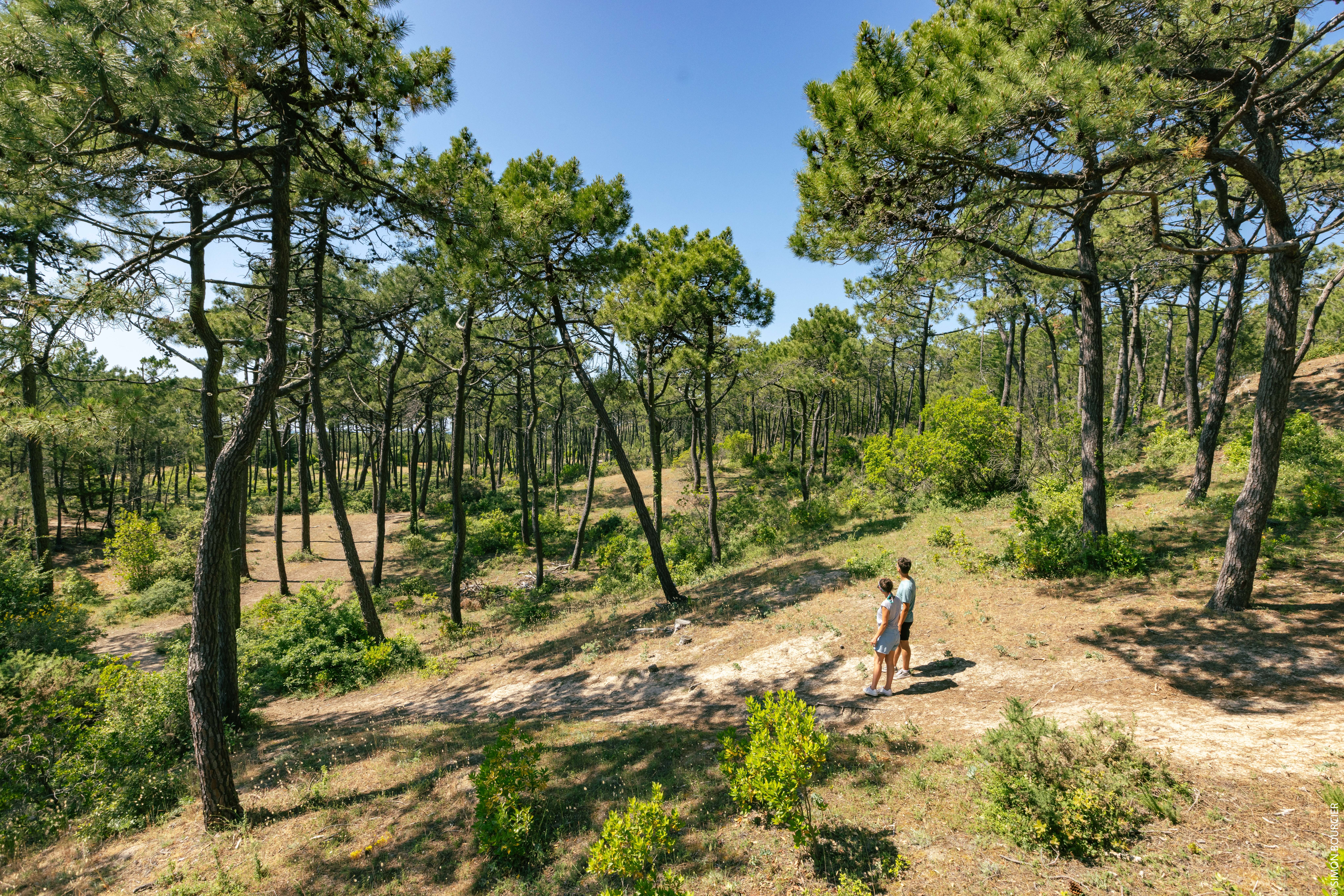 Vue panoramique Bois des Eloux ©Office de Tourisme Ile de Noirmoutier - Vendée Expansion - Simon Bourcier Vue panoramique Bois des Eloux ©Office de Tourisme Ile de Noirmoutier - Vendée Expansion - Simon Bourcier