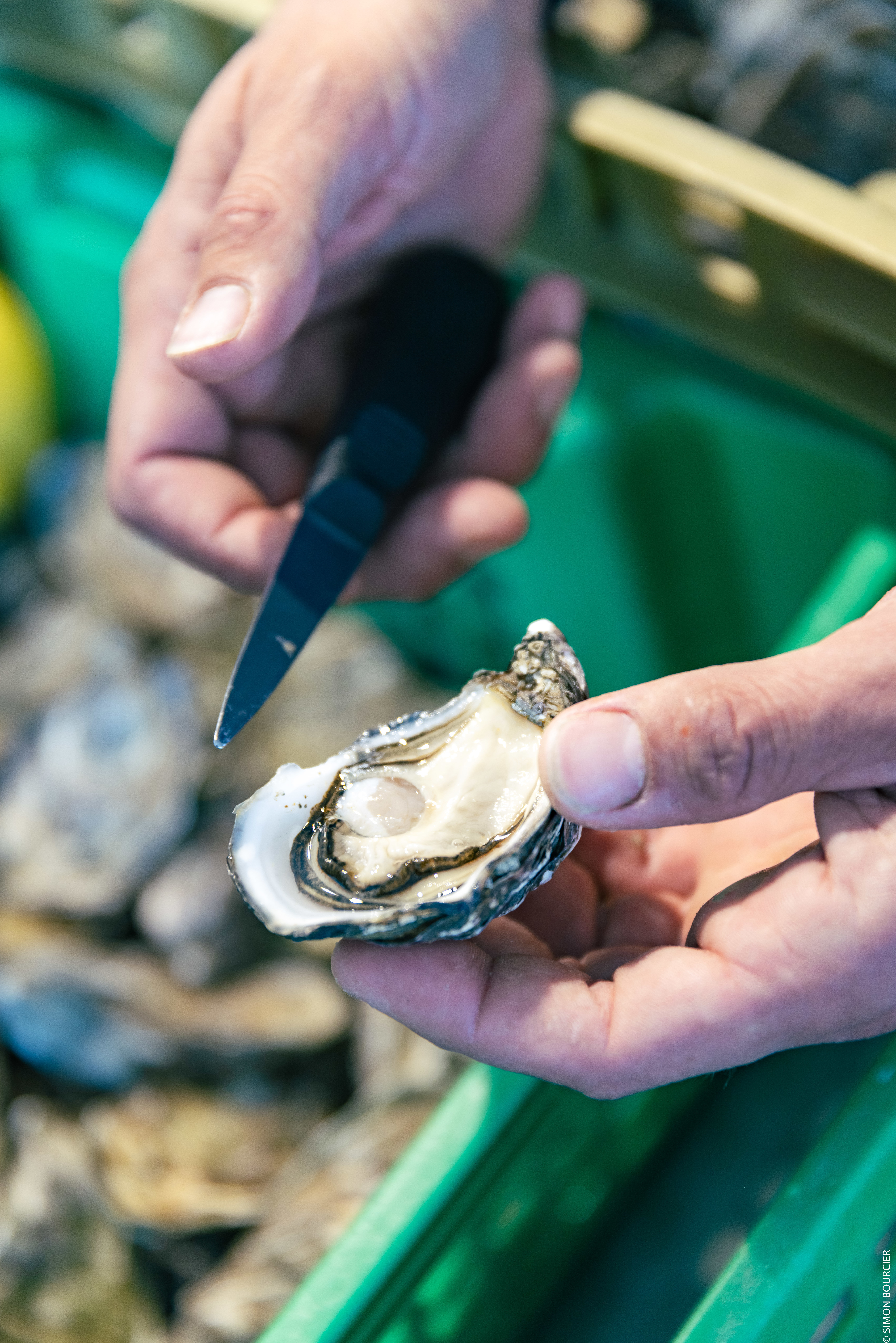 ©Office de Tourisme Ile de Noirmoutier - ©Vendée Expansion - ©Simon Bourcier - Huîtres île de Noirmoutier ©Office de Tourisme Ile de Noirmoutier - ©Vendée Expansion - ©Simon Bourcier - Huîtres île de Noirmoutier