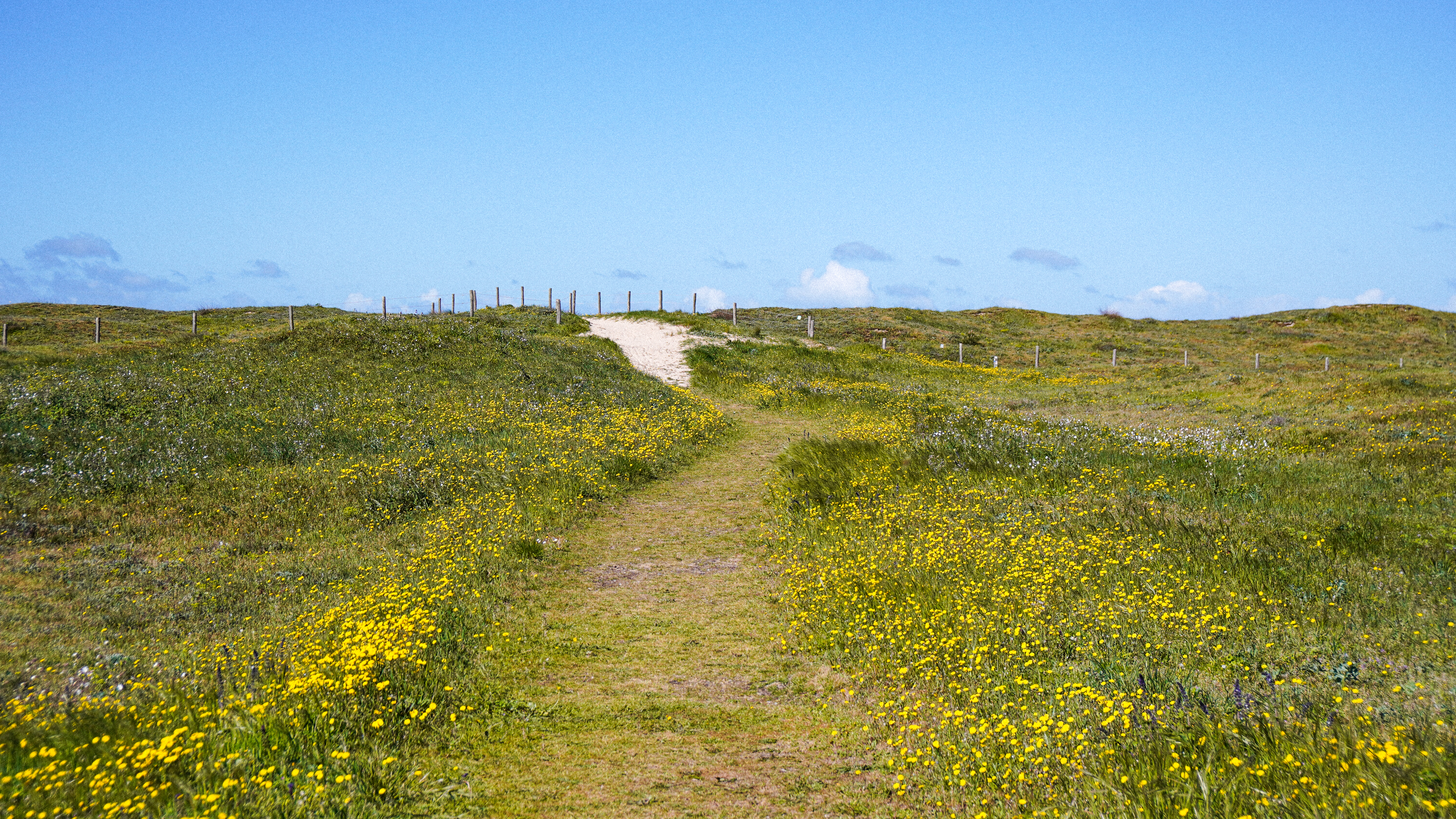 ©Quentin Boulegon - Dune de Barbatre en fleurs ©Quentin Boulegon - Dune de Barbatre en fleurs