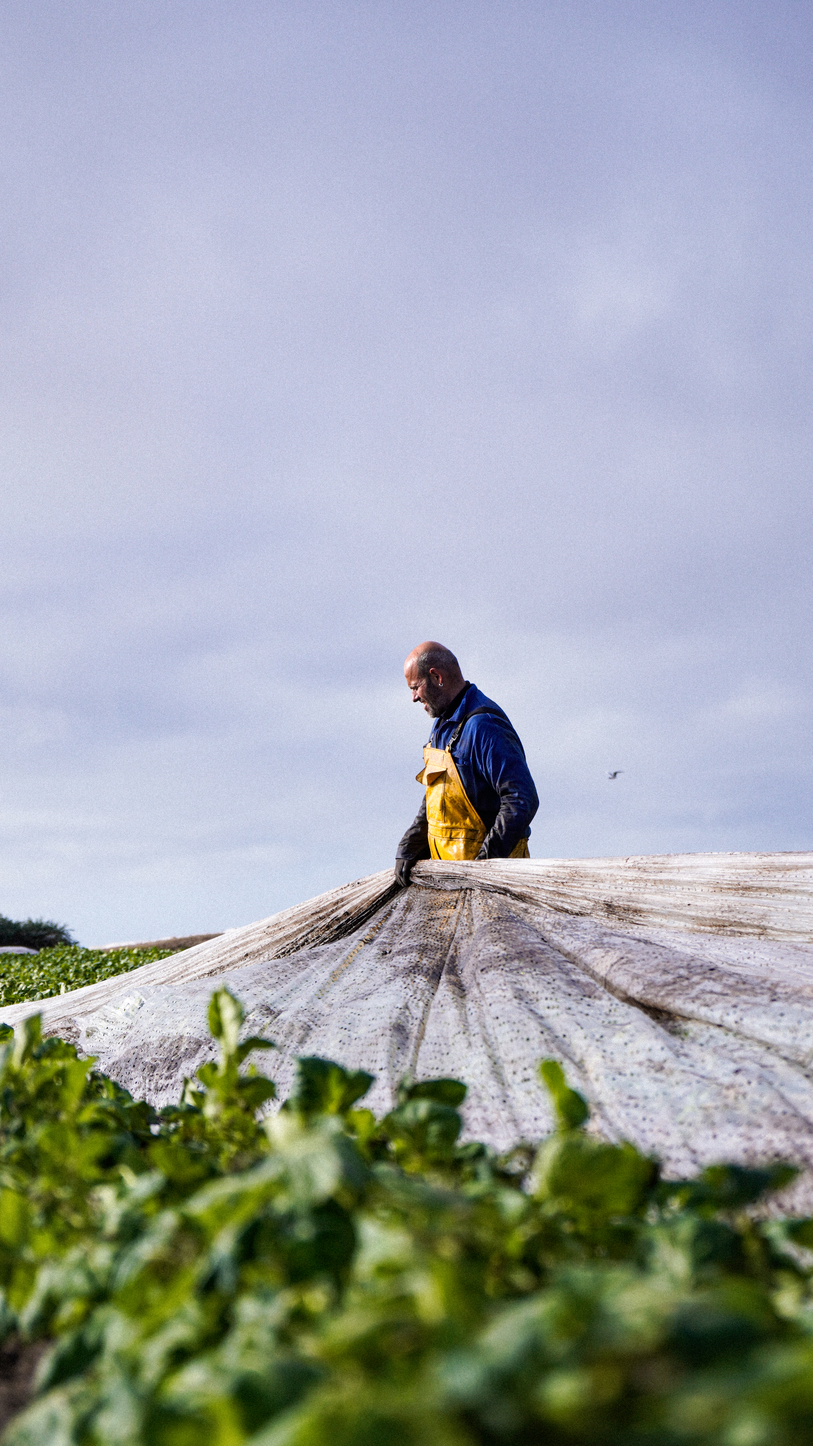 ©Quentin Boulegon - agriculteurs cultivant pommes de terre de Noirmoutier ©Quentin Boulegon - agriculteurs cultivant pommes de terre de Noirmoutier