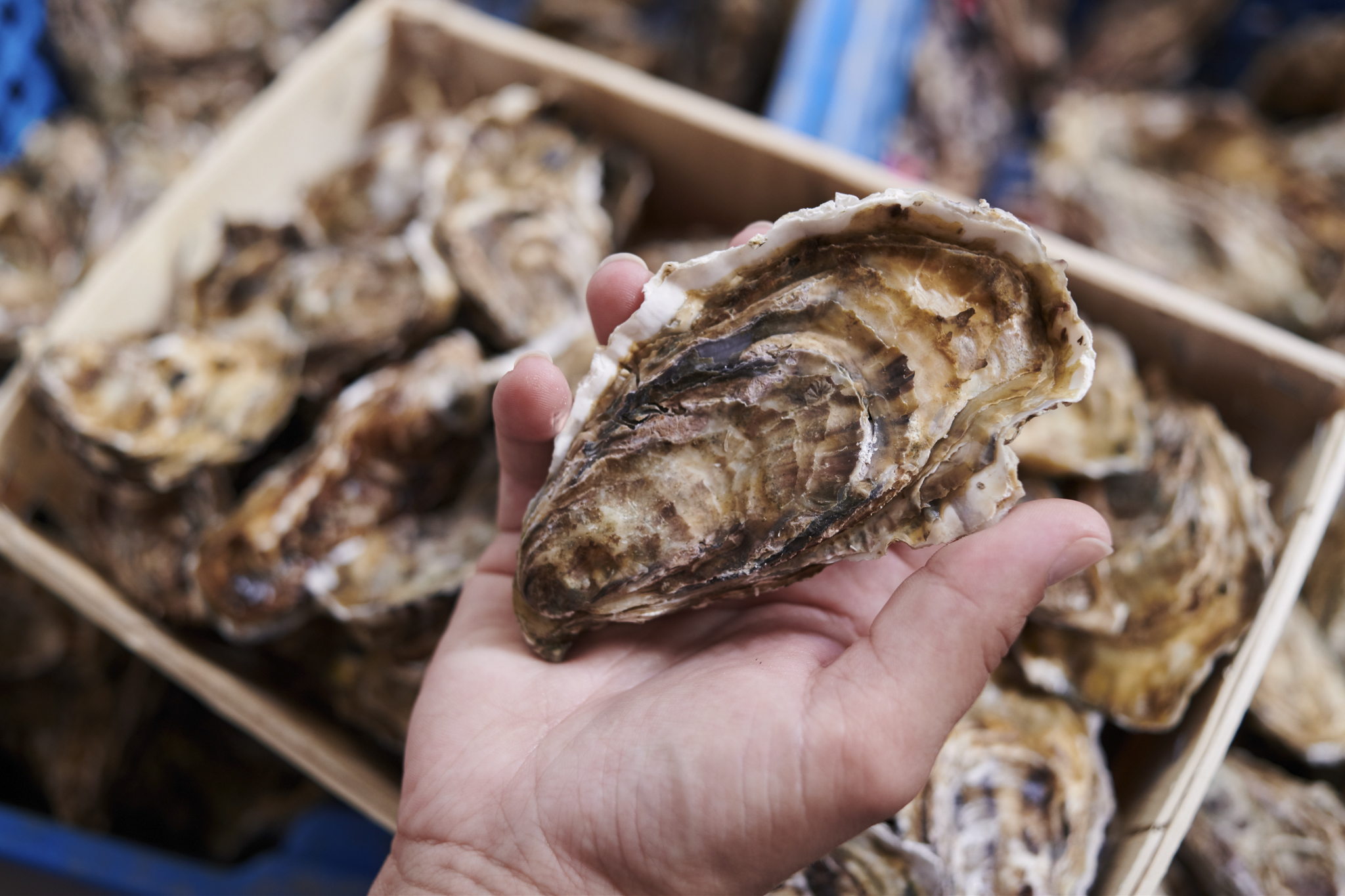 Vente d'huîtres île de Noirmoutier ©Rudy Burbant Vente d'huîtres île de Noirmoutier ©Rudy Burbant