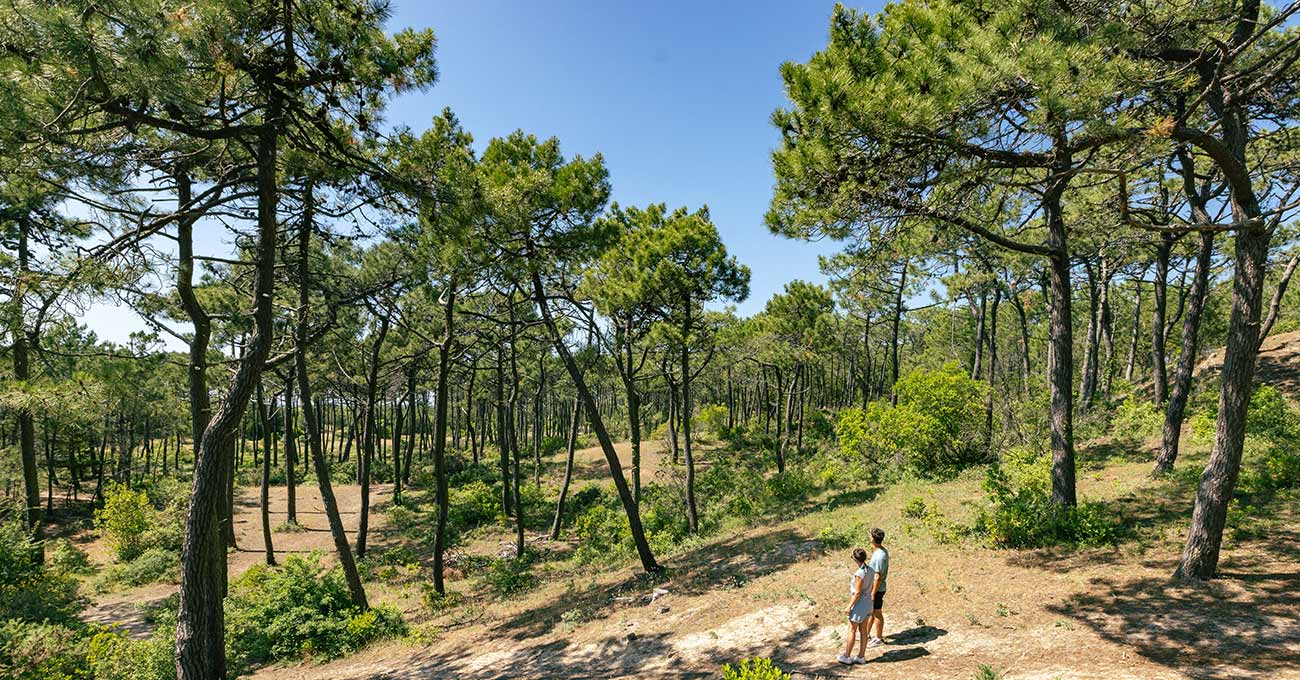 Bois des Eloux ©Office de Tourisme Ile de Noirmoutier-Vendée Expansion-Simon Bourcier Bois des Eloux ©Office de Tourisme Ile de Noirmoutier-Vendée Expansion-Simon Bourcier
