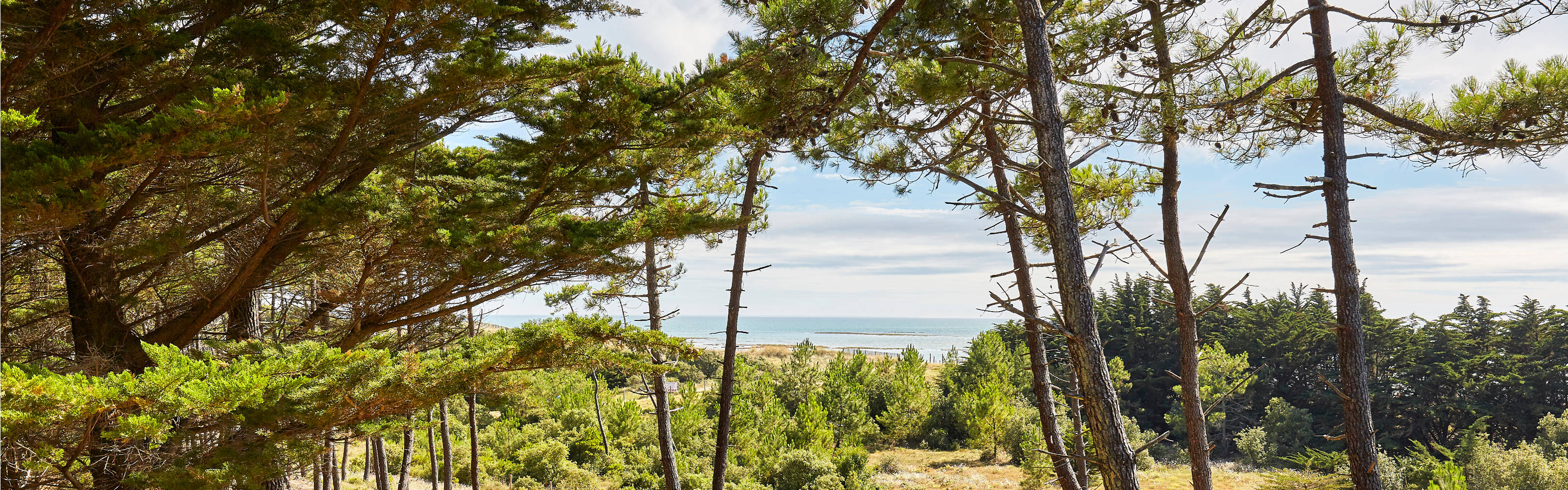 Le Bois des Eloux - île de Noirmoutier Le Bois des Eloux - île de Noirmoutier
