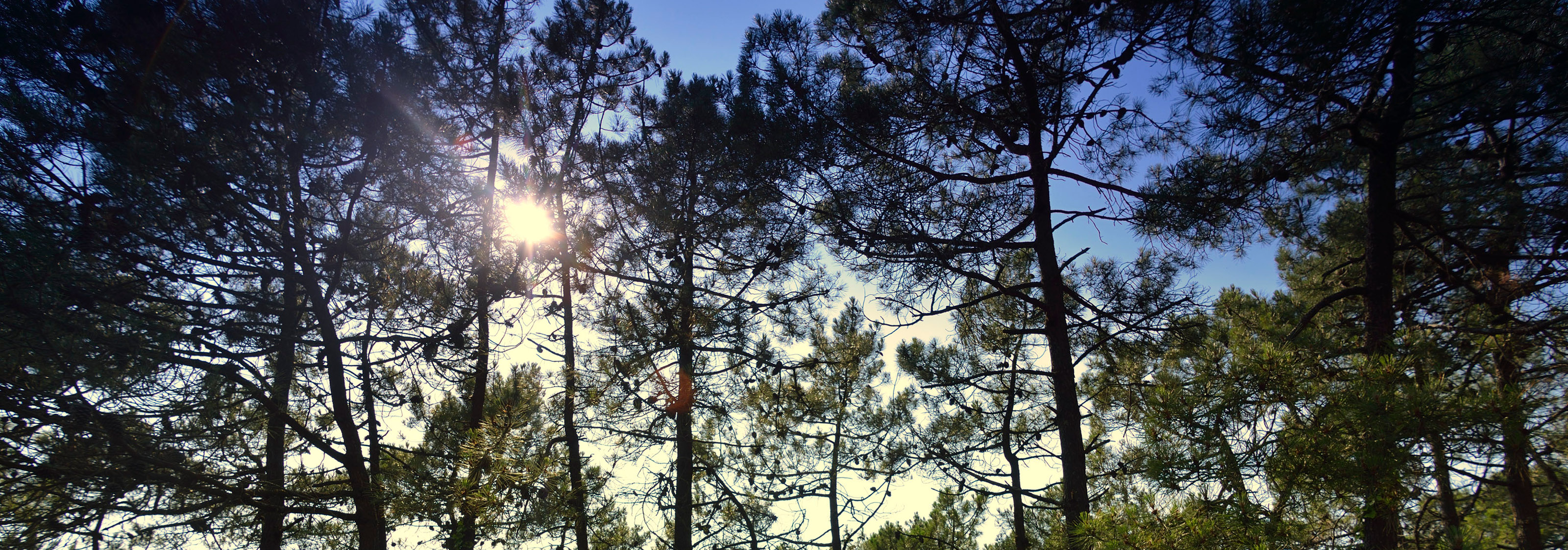 La forêt de pins maritimes de Barbâtre