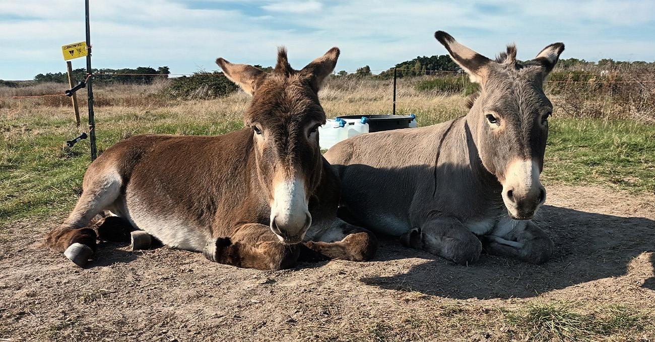 Promenade Âne ormale - Suzanne de Pillot
