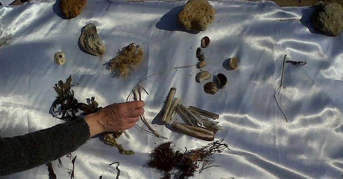 Sortie nature palette de l'Estran île de Noirmoutier - Marie Grué