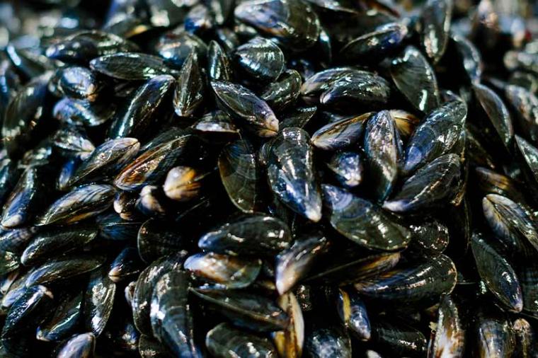 Moules de bouchot Noirmoutier - Trendz Moules de bouchot Noirmoutier - Trendz