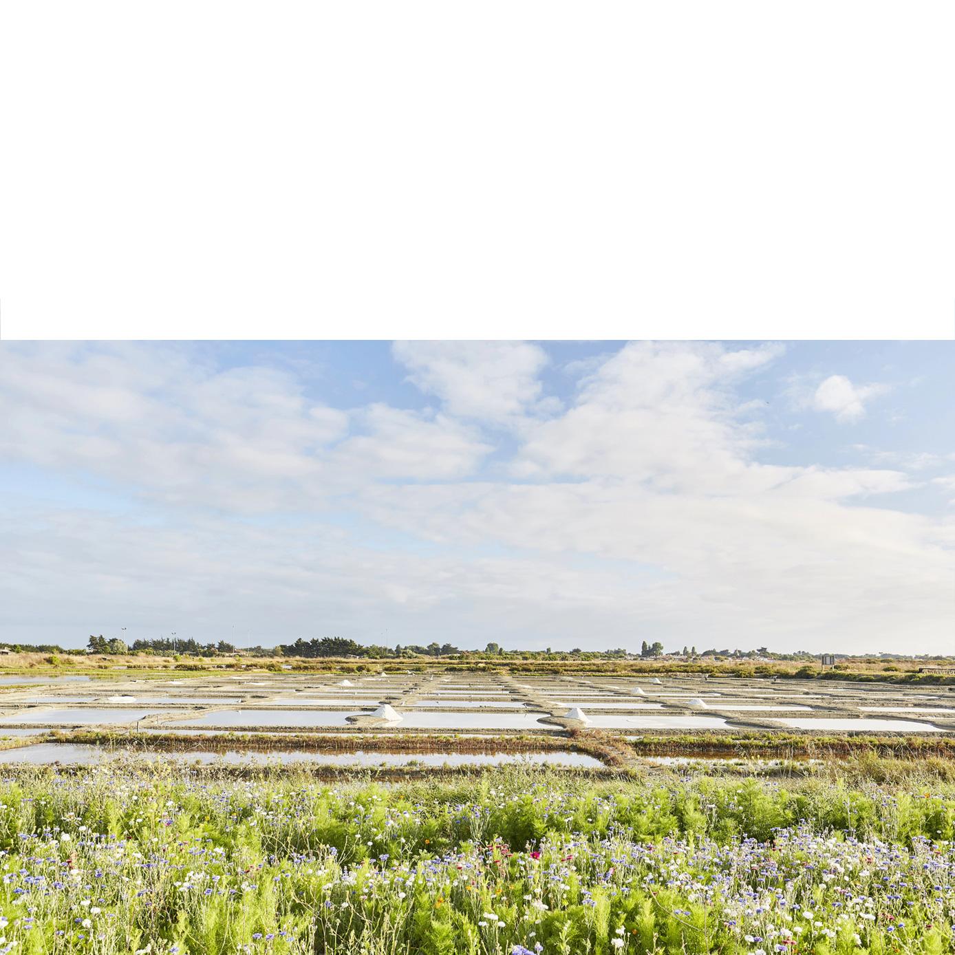 Reconnexion à la nature - L'Épine - Marais salants Reconnexion à la nature - L'Épine - Marais salants