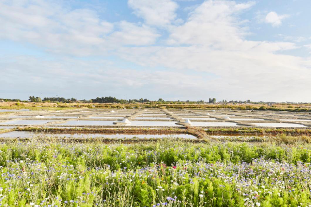 En passant par les moulins - Marais salants - Alexandre Lamoureux