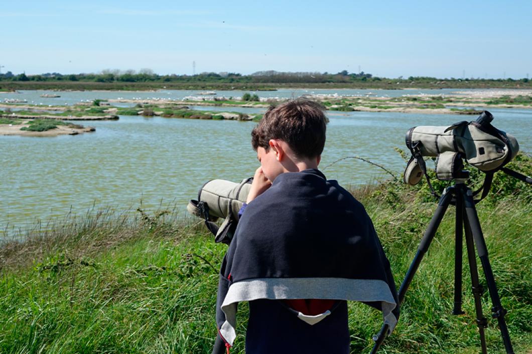 Visite LPO Polder de Sébastopol Observation oiseaux ©Quentin Boulegon