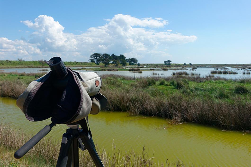 Visite LPO Polder de Sébastopol longue vue ©Quentin Boulegon