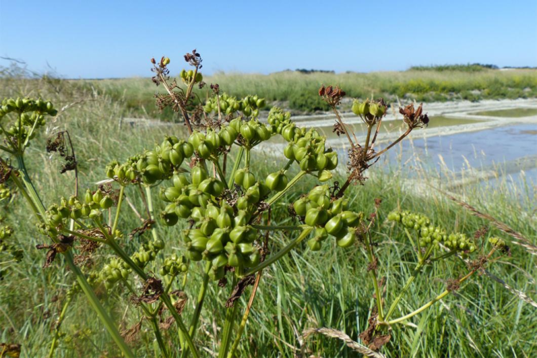 Plantes sauvages comestibles île de Noirmoutier ©Jean-Noël Pitaud