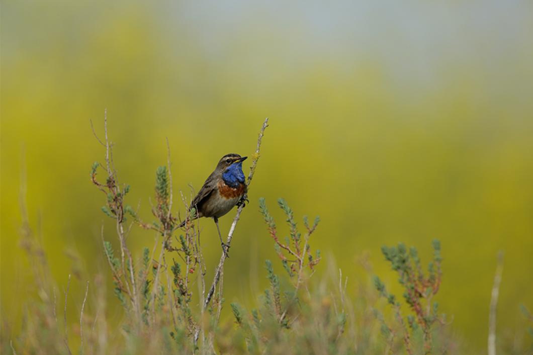 Sortie découverte oiseau Noirmoutier Jean-Noël Pitaud ©Alexandre Roubalay