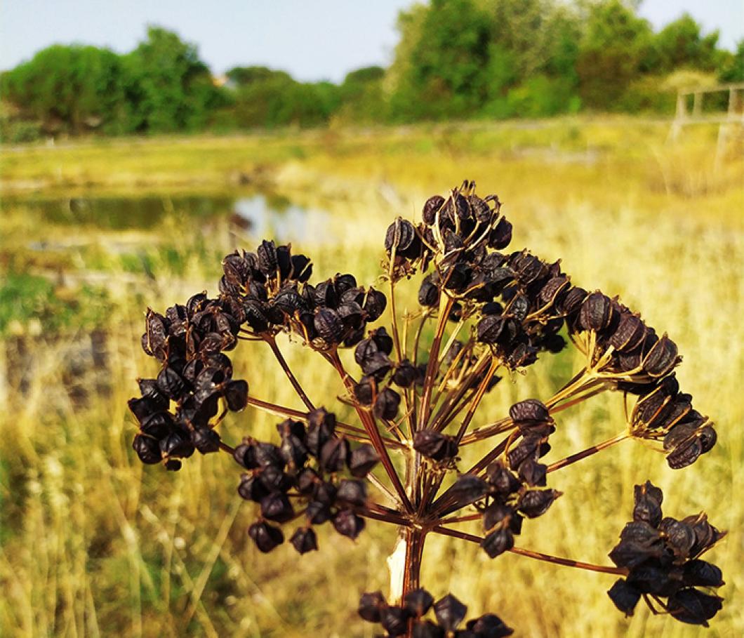 Plante sauvage Noirmoutier  poivre des marais - Léna Hallais
