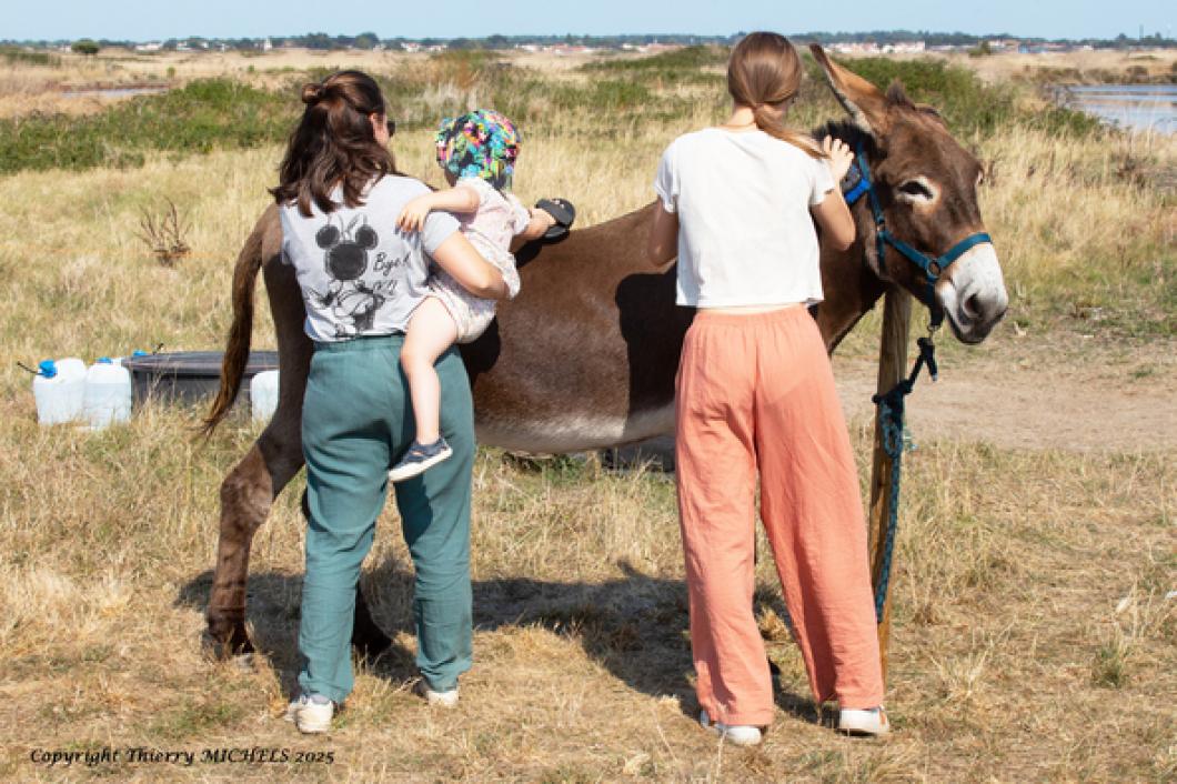 sortie pédagogique enfant âne marais île de Noirmoutier - Thierry Michels