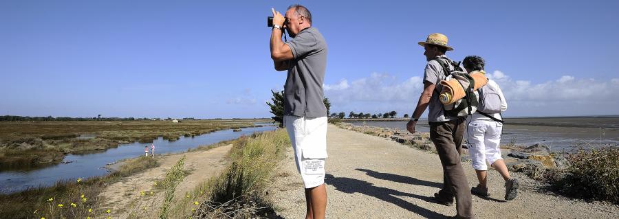 Observation ornithologique dans le polder de Sébastopol - Jean-Sébastien Evrard 