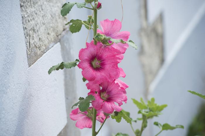 Roses trémières - Noirmoutier-en-l'île - JS Evrard