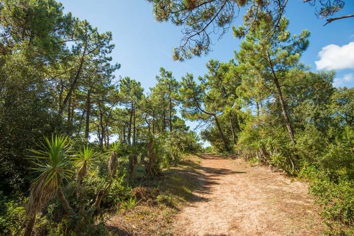 Bois des Eloux - Joncheray