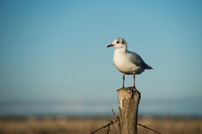 Observation des oiseaux - Réserves naturelles de l'île de Noirmoutier - Joncheray