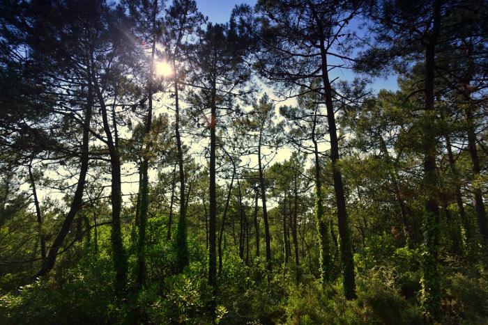 Entre Gois et forêts - Pinède de Barbâtre - Pascal Beltrami