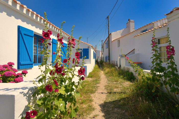 Roses trémières - Noirmoutier-en-l'île - Pascal Beltrami