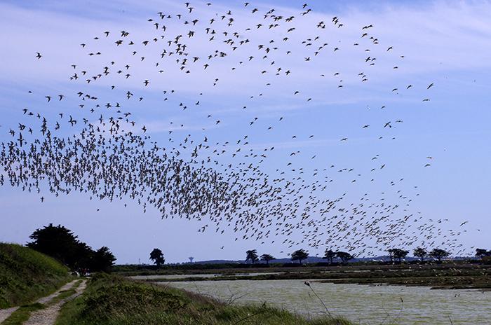 Le polder de Sébastopol - Philippe Gaumont