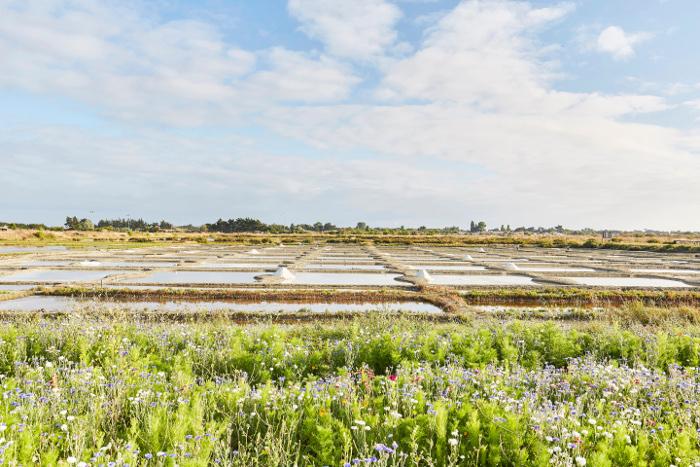 Entre marais et moulins - Marais salants