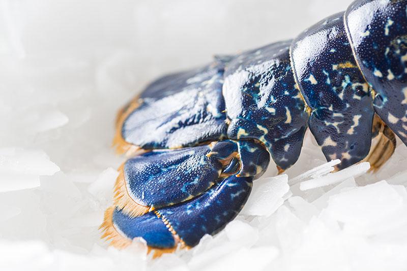 Homard de l'île de Noirmoutier - Joncheray Homard de l'île de Noirmoutier - Joncheray