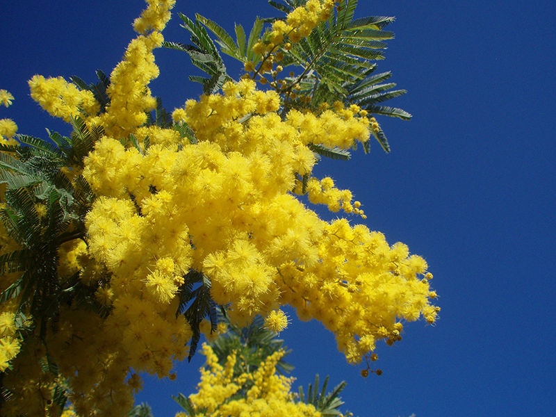Mimosa en fleurs - île de Noirmoutier Mimosa en fleurs - île de Noirmoutier
