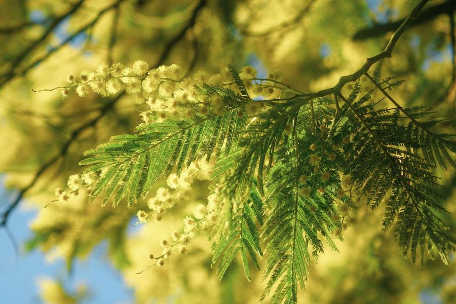 Le mimosa en fleur dans le Bois de la Chaise - DSF