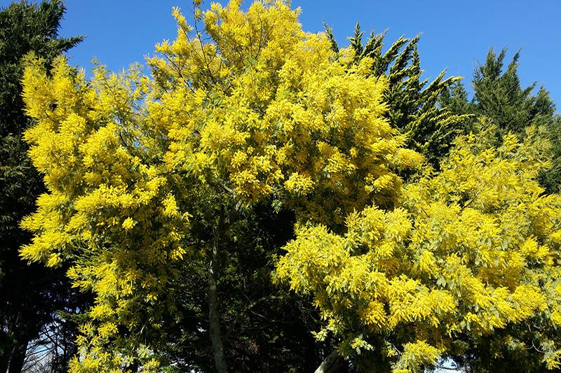 Mimosas ©Office de tourisme de l île de Noirmoutier Mimosas ©Office de tourisme de l île de Noirmoutier