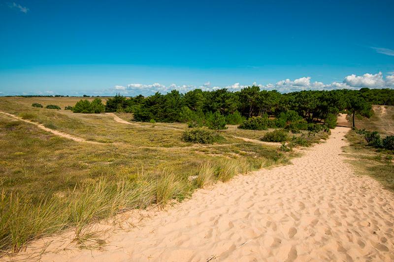 Dunes et forêts ©Joncheray