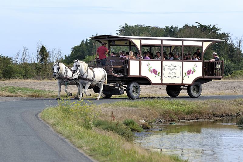 Hippobus Balade commentée calèche ©Jean Sébastien Evrard