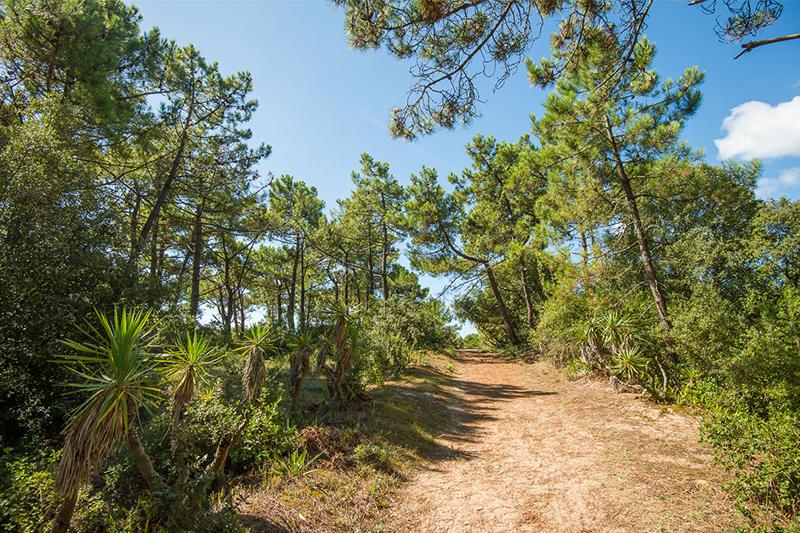 Pinède forêt Barbâtre ©Joncheray