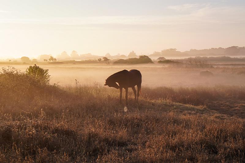 Marais et cheval - île de Noirmoutier ©Quentin Boulegon Marais et cheval - île de Noirmoutier ©Quentin Boulegon