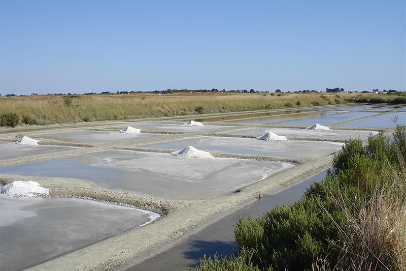 Marais salant - animation estran dune marais ©Jean-Noël Pitaud