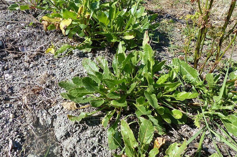 Plantes sauvages comestibles Noirmoutier ©Jean-Noël Pitaud