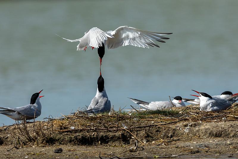 Sortie ornithologie Noirmoutier Jean-Noël Pitaud ©Alexandre Roubalay