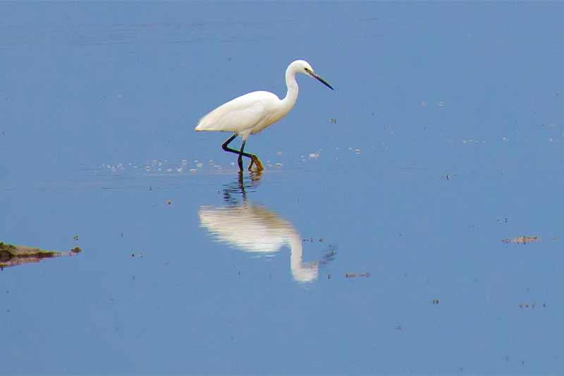 Aigrette garzette marais ©Jean-Michel SOTTO