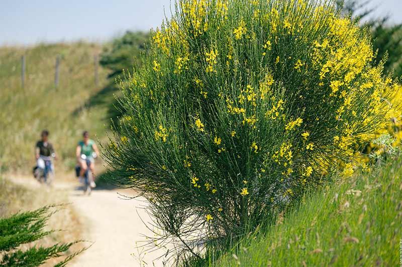 Flore polder de Sébastopol ©Office de Tourisme Ile de Noirmoutier - Vendée Expansion - Simon Bourcier