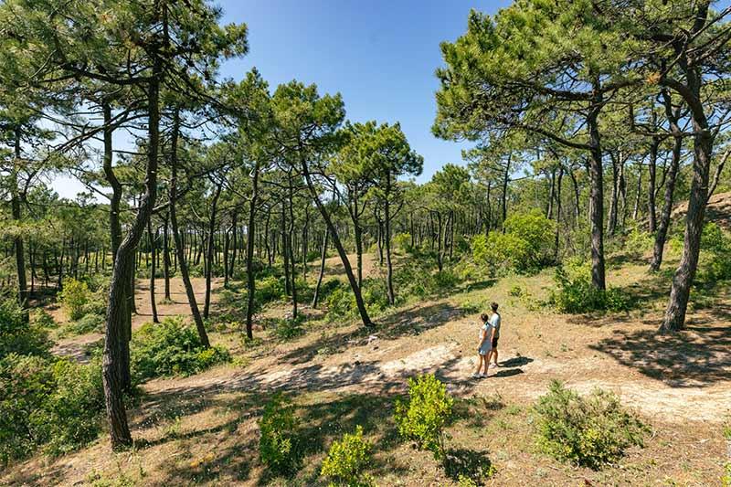 Le bois des Eloux ©Office de Tourisme Ile de Noirmoutier - Vendée Expansion - Simon Bourcier