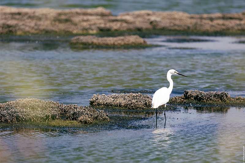 Oiseau Polder de Sébastopol ©Office de Tourisme Ile de Noirmoutier - Vendée Expansion - Simon Bourcier