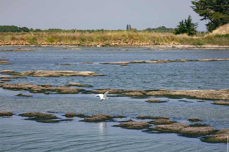 Oiseau du polder de Sébastopol ©Office de Tourisme Ile de Noirmoutier - Vendée Expansion - Simon Bourcier
