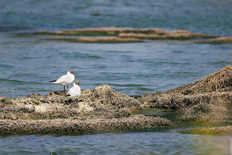 Oiseaux polder de Sébastopol ©Office de Tourisme Ile de Noirmoutier - Vendée Expansion - Simon Bourcier