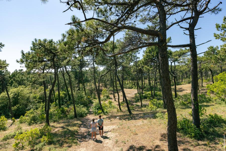 ©Office de Tourisme Ile de Noirmoutier - ©Vendée Expansion - ©Simon Bourcier - Bois des Eloux à La Guérinière