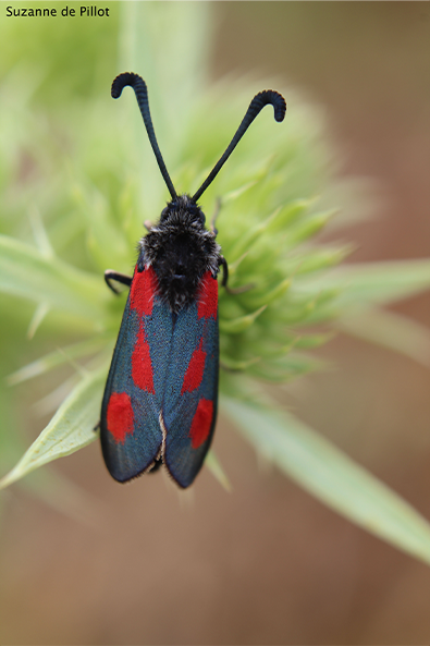 Insecte - Suzanne de Pillot