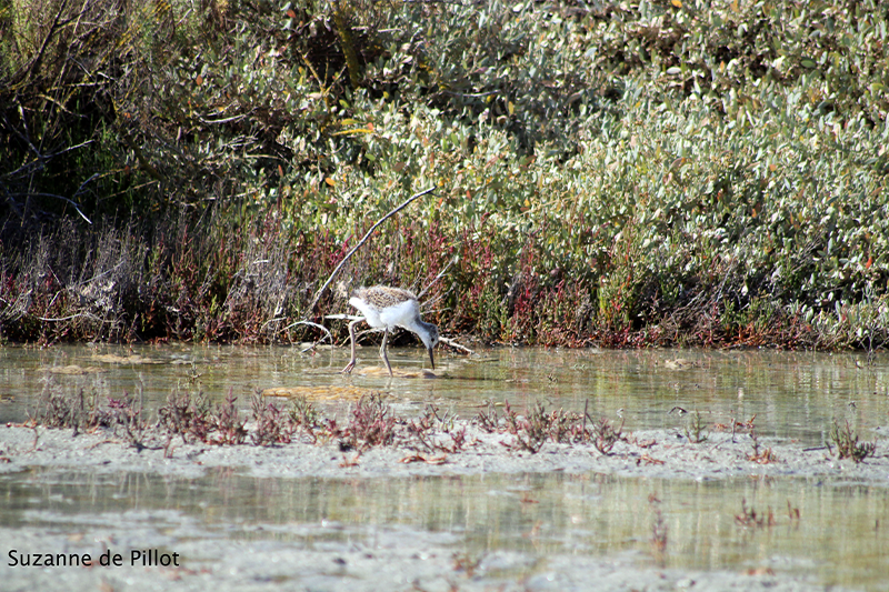 Oiseau échassier marais - Suzanne de Pillot